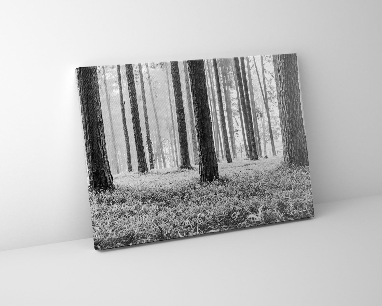 Summerveld Trees - Image 3