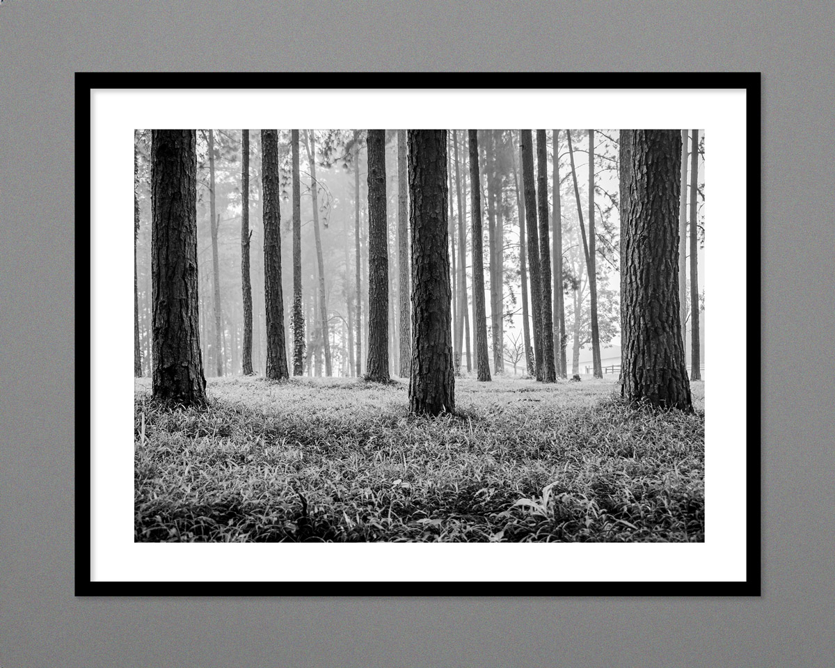 Summerveld Trees - Image 2